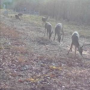 Photo #22 of Off Indian Woods Road, Windsor, NC 17.6 acres