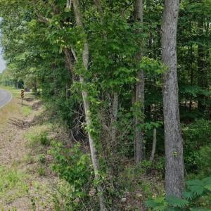 Photo #30 of Off Indian Woods Road, Windsor, NC 17.6 acres