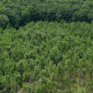 Photo #43 of Off Indian Woods Road, Windsor, NC 17.6 acres