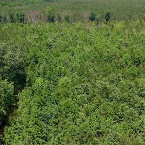 Photo #54 of Off Indian Woods Road, Windsor, NC 17.6 acres