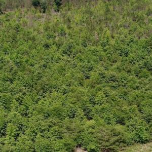 Photo #55 of Off Indian Woods Road, Windsor, NC 17.6 acres