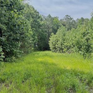 Photo #59 of Off Indian Woods Road, Windsor, NC 17.6 acres