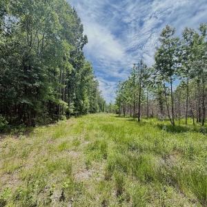 Photo #64 of Off Indian Woods Road, Windsor, NC 17.6 acres