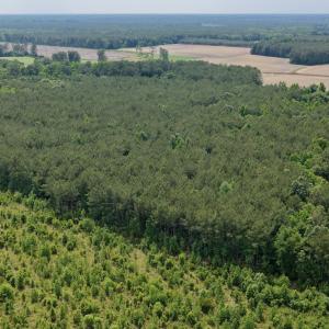 Photo #2 of Off of Republican RD, Windsor, NC 3.8 acres