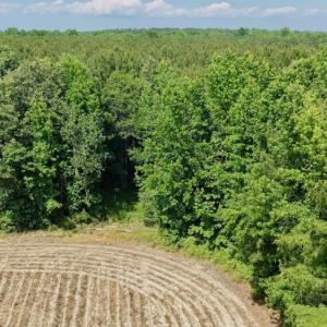 Photo #4 of Off of Republican RD, Windsor, NC 3.8 acres