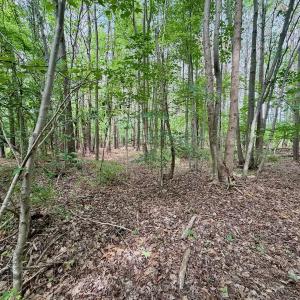 Photo #7 of Off of Republican RD, Windsor, NC 3.8 acres