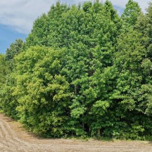 Photo #12 of Off of Republican RD, Windsor, NC 3.8 acres