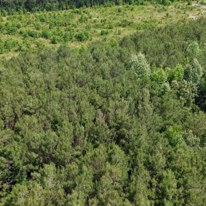 Photo #16 of Off of Republican RD, Windsor, NC 3.8 acres