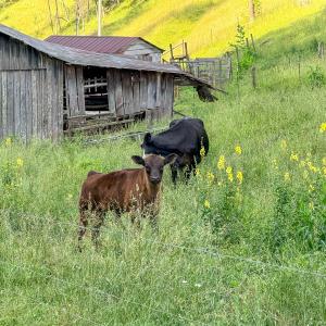 Photo #33 of 453 Long Hollow Rd, Cleveland, VA 103.2 acres
