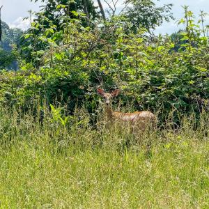 Photo #48 of 453 Long Hollow Rd, Cleveland, VA 103.2 acres
