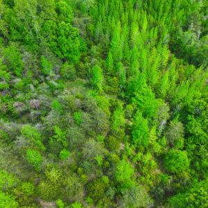 Photo #14 of Off of Pentecost Road, Cedar Grove, NC 23.3 acres