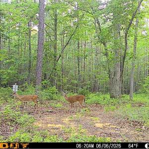 Photo #22 of 9013 Southampton Pkwy, Drewryville, VA 17.5 acres