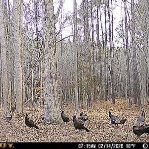 Photo #23 of 9013 Southampton Pkwy, Drewryville, VA 17.5 acres