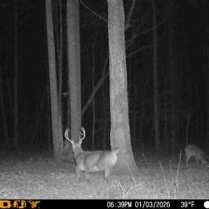 Photo #24 of 9013 Southampton Pkwy, Drewryville, VA 17.5 acres