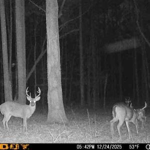 Photo #25 of 9013 Southampton Pkwy, Drewryville, VA 17.5 acres