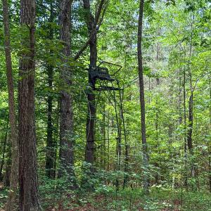 Photo #68 of 9013 Southampton Pkwy, Drewryville, VA 17.5 acres
