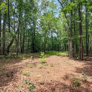 Photo #69 of 9013 Southampton Pkwy, Drewryville, VA 17.5 acres