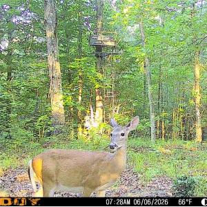 Photo #70 of 9013 Southampton Pkwy, Drewryville, VA 17.5 acres