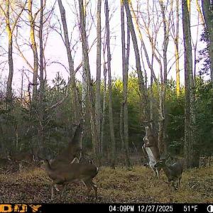 Photo #74 of 9013 Southampton Pkwy, Drewryville, VA 17.5 acres