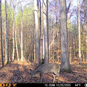 Photo #80 of 9013 Southampton Pkwy, Drewryville, VA 17.5 acres