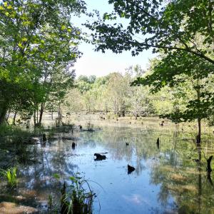 Photo #18 of Off of Heathsville RD, Enfield, NC 37.2 acres