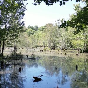 Photo #19 of Off of Heathsville RD, Enfield, NC 37.2 acres