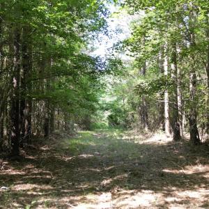 Photo #20 of Off of Heathsville RD, Enfield, NC 37.2 acres