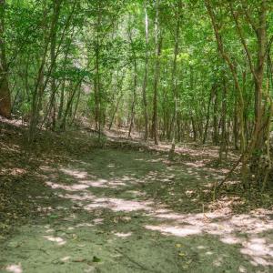 Photo #28 of Off NC 42, Tarboro, NC 39.7 acres