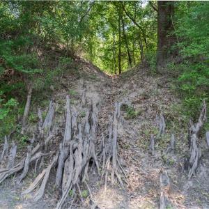 Photo #33 of Off NC 42, Tarboro, NC 39.7 acres