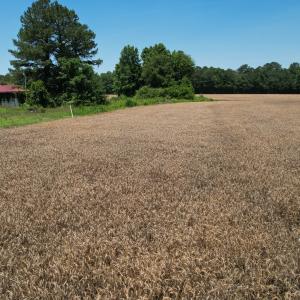 Photo #12 of Off of Barker Ten Mile Rd, Lumberton, NC 0.5 acres