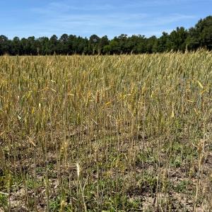 Photo #20 of Off of Barker Ten Mile Rd, Lumberton, NC 0.5 acres