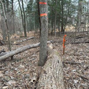 Photo #9 of Off Mt Pleasant Church Road, Manson, NC 12.6 acres