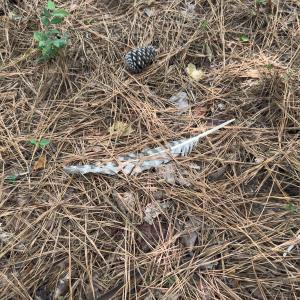 Photo #29 of Off Mt Pleasant Church Road, Manson, NC 12.6 acres