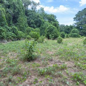 Photo #36 of Off Mt Pleasant Church Road, Manson, NC 12.6 acres
