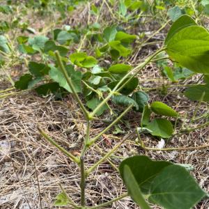 Photo #39 of Off Mt Pleasant Church Road, Manson, NC 12.6 acres