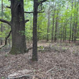Photo #41 of Off Mt Pleasant Church Road, Manson, NC 12.6 acres