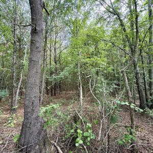 Photo #22 of 02 Titan Roberts Rd, Erwin, NC 50.0 acres