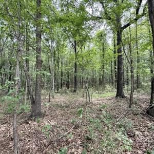 Photo #36 of 02 Titan Roberts Rd, Erwin, NC 50.0 acres