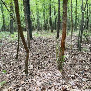 Photo #40 of 02 Titan Roberts Rd, Erwin, NC 50.0 acres