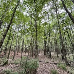 Photo #7 of 02 Titan Roberts Rd, Erwin, NC 50.0 acres