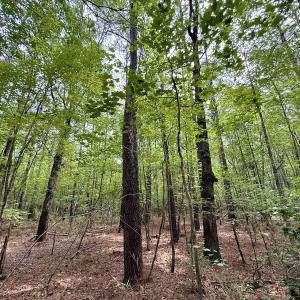 Photo #8 of 02 Titan Roberts Rd, Erwin, NC 50.0 acres