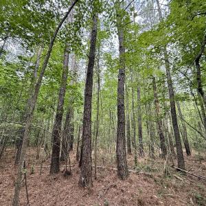 Photo #9 of 02 Titan Roberts Rd, Erwin, NC 50.0 acres