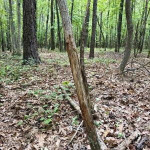 Photo #50 of 02 Titan Roberts Rd, Erwin, NC 50.0 acres