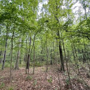 Photo #52 of 02 Titan Roberts Rd, Erwin, NC 50.0 acres