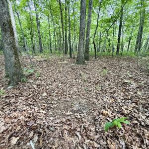 Photo #53 of 02 Titan Roberts Rd, Erwin, NC 50.0 acres