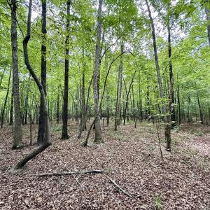 Photo #54 of 02 Titan Roberts Rd, Erwin, NC 50.0 acres