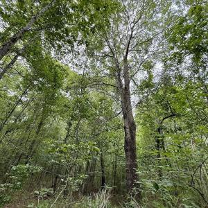 Photo #10 of 01 Titan Roberts Rd, Erwin, NC 45.0 acres