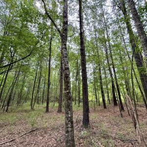 Photo #11 of 01 Titan Roberts Rd, Erwin, NC 45.0 acres