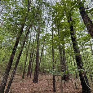 Photo #12 of 01 Titan Roberts Rd, Erwin, NC 45.0 acres