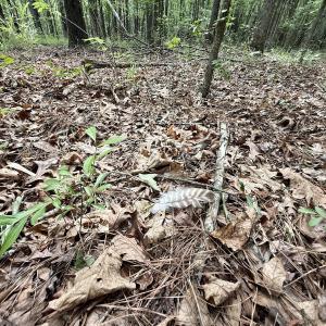 Photo #16 of 01 Titan Roberts Rd, Erwin, NC 45.0 acres